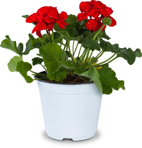 PIANTA GERANIO ZONALE