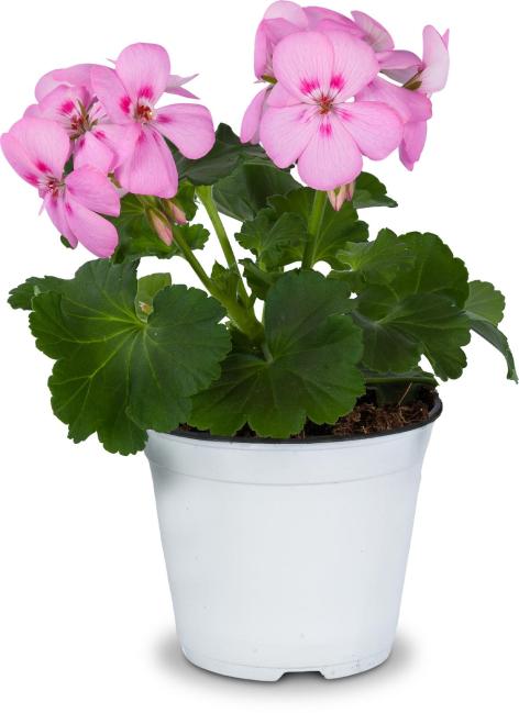 PIANTA GERANIO PARIGINO