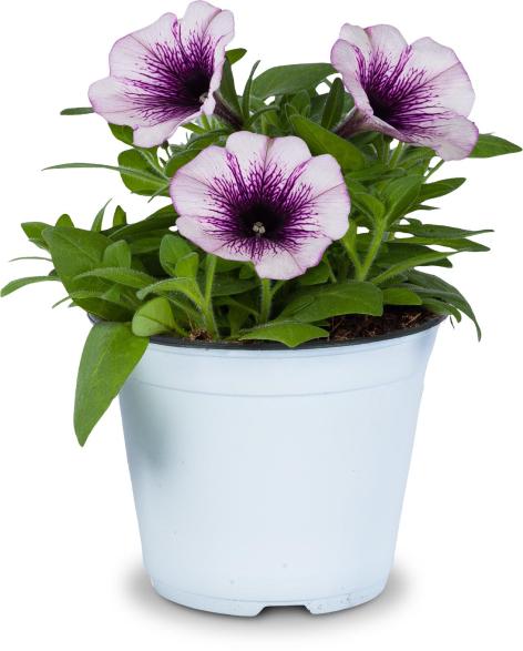 PIANTA POTUNIA