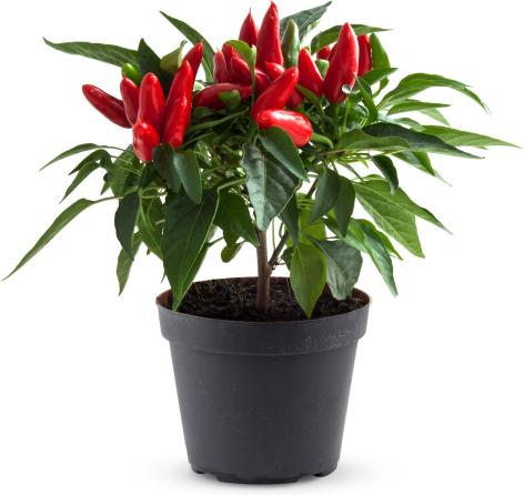 PIANTA PEPERONCINO